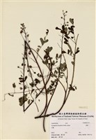 藏品(雲實)的圖片